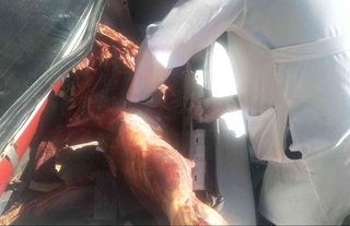 Сурхондарёдан Тошкентга 100 килодан ортиқ истеъмолга яроқсиз гўшт олиб кетаётган Cobalt тўхтатиб қолинди