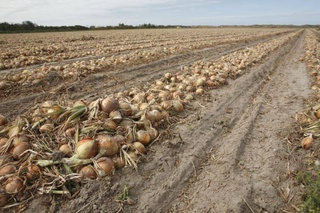 Фермеры Ташкентской области первыми в Узбекистане внедряют механизированную уборку лука репчатого