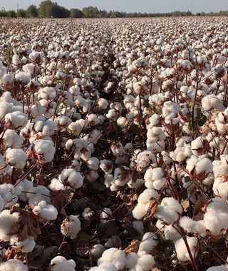 Let the cotton plant’s “inheritance” not remain in the field or why cotton must not only be grown, but brought to maturity on time