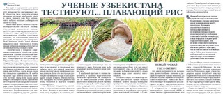 Ученые Узбекистана тестируют... плавающий рис