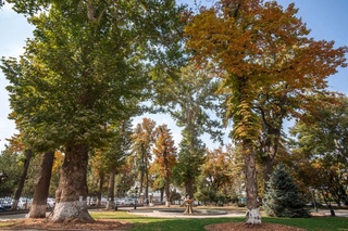 В Ташкенте в тестовом режиме проведут паспортизацию деревьев