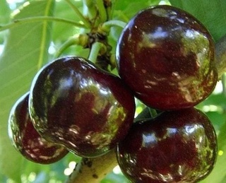  Ўзбекистон 18 та давлатга гилос экспорт қилган