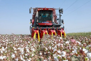 Сурхондарёда 2025 йилги пахта режаси биринчи бўлиб бажарилди