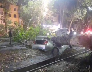 Qoʻqonda “Nexia-2” ni ustiga daraxt qulab tushdi