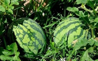 Новый сорт арбуза «Ширин» успешно прошел испытания в Узбекистане