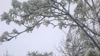 Совуқ циклонда қишлоқ хўжалиги экинлари ва дарахтларни қандай сақлаш мумкин?