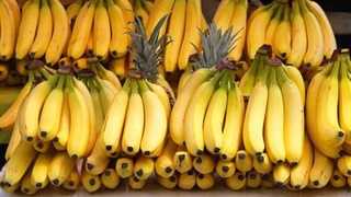 Миру предрекли «банановый апокалипсис» из-за распространения агрессивного грибка