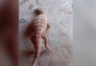 В Бухарской области выявлен факт жестокого обращения с редким вараном