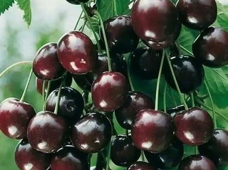 Фарғона вилояти энг кўп гилос экспорт қилган 