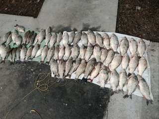 Noqonuniy ravishda baliq ovlaganlar aniqlandi