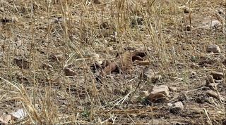 Фуқаронинг ҳовлисидаги эчкиэмар табиат қўйнига қўйиб юборилди