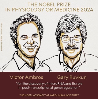 Названы обладатели Нобелевской премии по медицине: ее вручили за открытие молекул микроРНК
