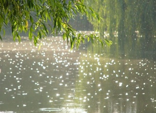 Пойтахтимизда вақти-вақти билан ёмғир ёғади