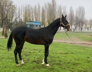 A new breed of horses "Uzbek tulpori" was bred in Uzbekistan