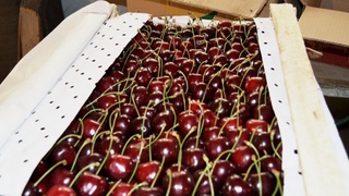 “Samarqand Garden Plast” экспортёр корхонаси томонидан Кореяга гилоснинг синов партияси жўнатилди