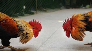 Более 120 человек нарушили правила карантина, участвуя в организации петушиных боев