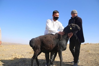 Xisori qo‘ylar Qo‘shrobod yaylovlarida boqilmoqda