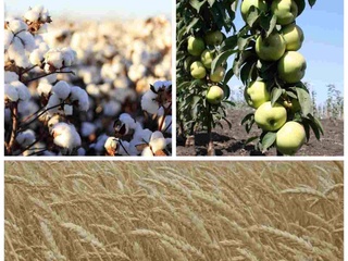 Узбекские ученые разработали новое эффективное средство защиты растений, не имеющего аналогов на мировом рынке