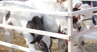 Boysun tumanida 900 mln soʻm kredit mablagʻini oʻzlashtirgan fermer xoʻjaligi rahbari aniqlandi