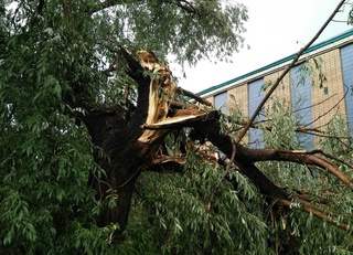 Тошкентда дарахт босиб қолган фуқаро вафот этди