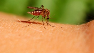 WHO: insect-borne virus poses danger to tourists