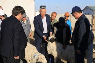 В Нуратинский район Навоийской области доставлена партия племенных овец из Монголии