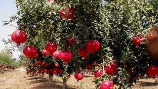 Развитие IT-технологий - одна из приоритетных задач агросектора в Узбекистане