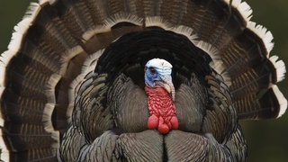 Узбекистан, Израиль и птицеводство