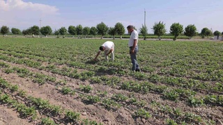 Өзбектанда асбұршақ егілген алқаптар кеңейтіледі
