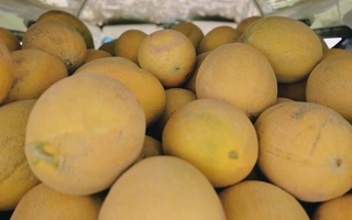 На рынке Узбекистана появились раннеспелые дыни из Сурхандарьинской области