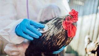 Scientists warn of a dangerous change in bird flu