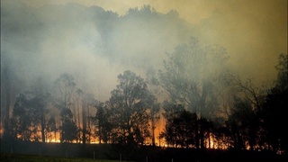 Австралия  ўрмонларида ёнғин: одамлар уйларини тарк этмоқда