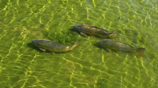 Жаҳонда балиқ маҳсулотлари истеъмоли аҳоли жон бошига ўртача 21 килограм, Японияда 60 килограм.  Ўзбекистондачи?