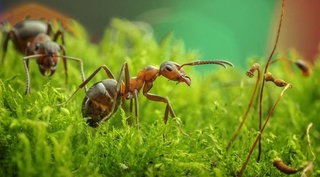 Ученые подсчитали всех муравьев на Земле