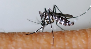 Қонхўр ҳашарот: Туркияда вирус ташувчи хавфли чивинлар пайдо бўлди