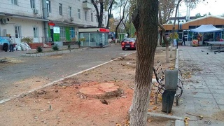 Чинара стоимостью 42,9 млн сумов