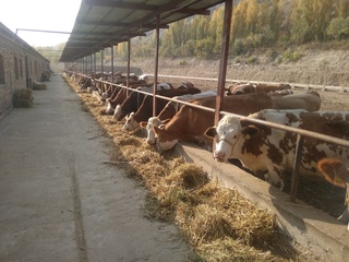 Чорвачиликнинг янги даври бошланди