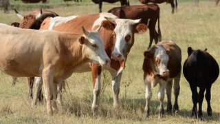 Слухи о распространении сибирской язвы не нашли своего подтверждения
