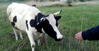 Бекободда мол ўғрилари ушланди