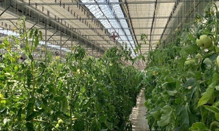 Минэнерго: теплицы обязаны иметь запас альтернативного топлива