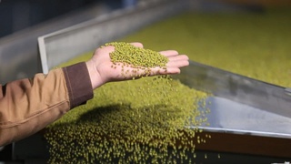 Ўзбекистон 2021 йил Хитойга қарийб 100 миллион долларлик мош экспорт қилган