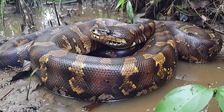 В Индонезии женщину проглотил пятиметровый питон