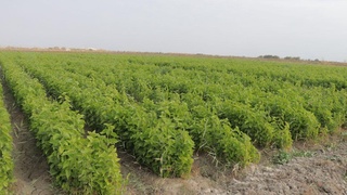 Келаси беш йилликда пилла етиштириш учун 623 миллион тупдан зиёд тут кўчати экилади