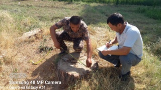 Беш миллион сўмга дарахт сотмоқчи бўлганлар 550 миллион сўм тўлайдиган бўлди