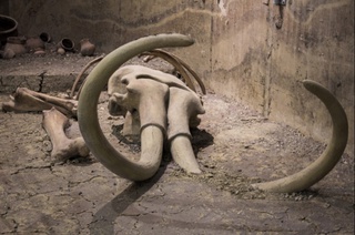 Дунёдаги энг қадимий ДНК топилди