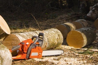 Дарахт кесганлик учун жарима миқдори 5 бараварга оширилди