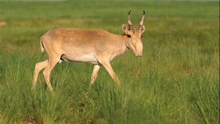Ўзбекистонда 100га яқин сайғоқлар яшаши аниқланди
