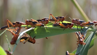 Qozogʻiston, Oʻzbekiston va Qirgʻiziston chigirtkalarga qarshi birgalikda kurashadi