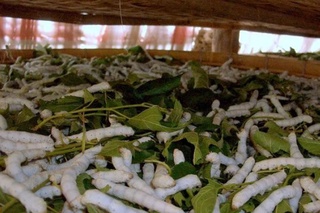 Ўзбекистонда 2023 йил пилла мавсуми бошланди