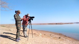 Зимние учеты околоводных и водоплавающих птиц